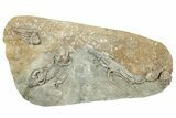 Fossil Crinoid Plate (Four Species) - Crawfordsville, Indiana #243931-1